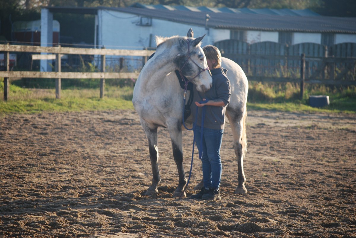 Ik die een paard gerust stelt