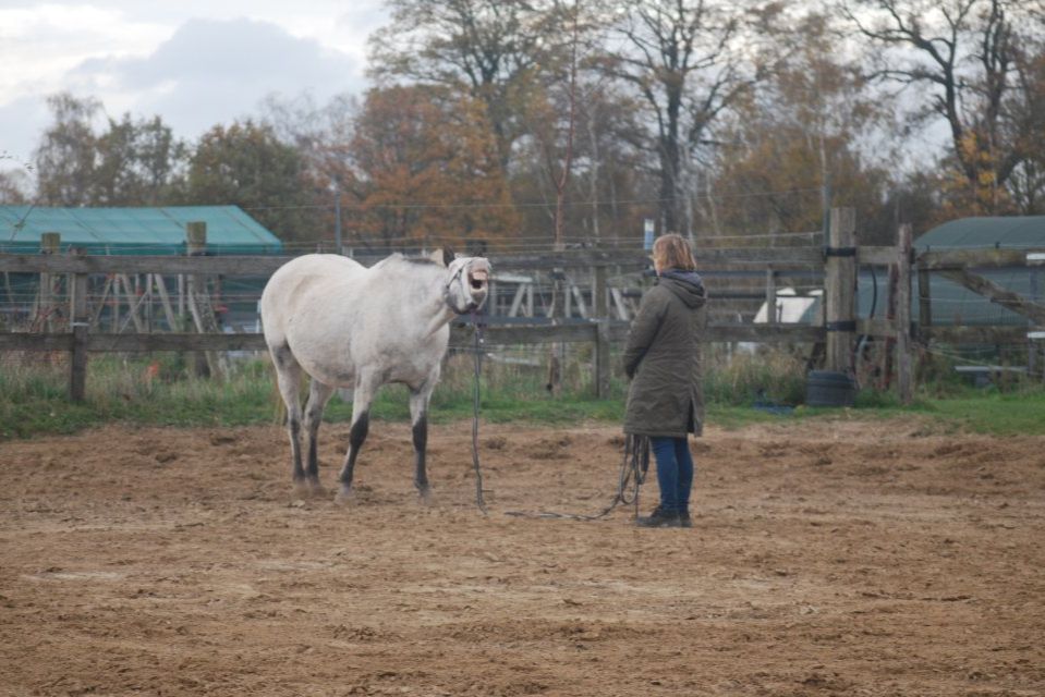 Ik die een ondrustig paard kalmeert