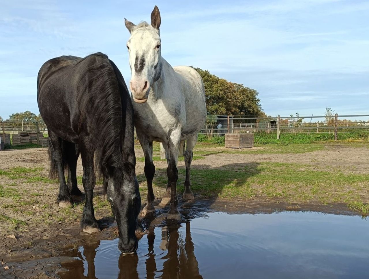 Twee paarden in een wei bij een plas water